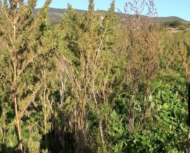 В Шушинском районе обнаружена плантация конопли