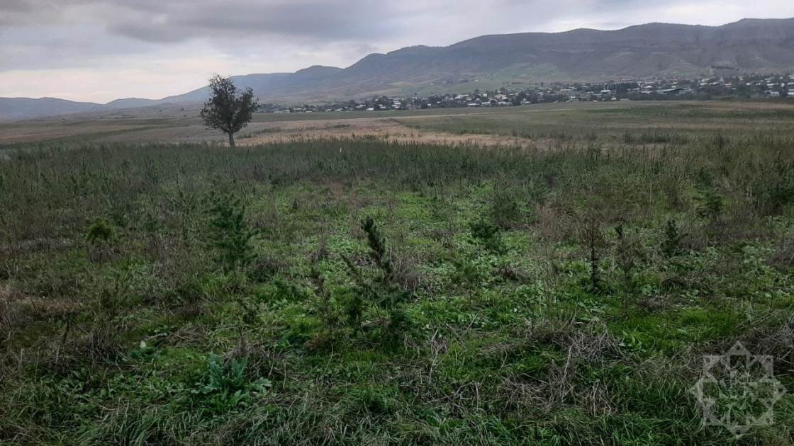 В селе Тезе Бина Ходжалинского района обнаружена плантация конопли